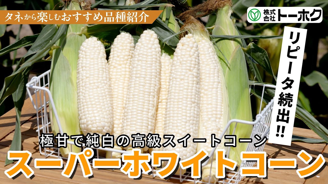 スーパーホワイトコーン