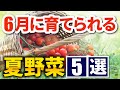 【カンタンにできる】6月に育てられる野菜【4選】家庭菜園