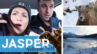 JASPER NATIONAL PARK : SUR LES TRACES D&#39;UN OURS A MALIGNE LAKE