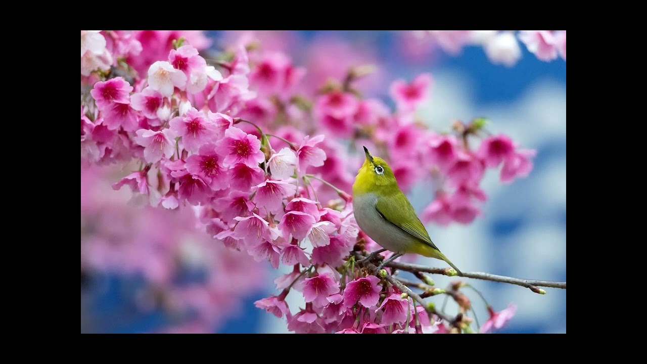No stig vår song, vår takk til Gud (854 i Norsk Salmebok 2013) Hamarøy kirke
