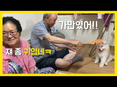 아기 강아지 만난 시골 할머니 할아버지 현실반응ㅋㅋ ㅣ 사모예드 Samoyed 