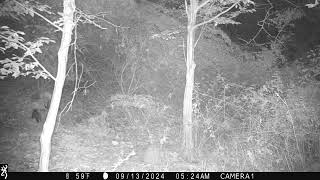 Possum vs Fox Kit