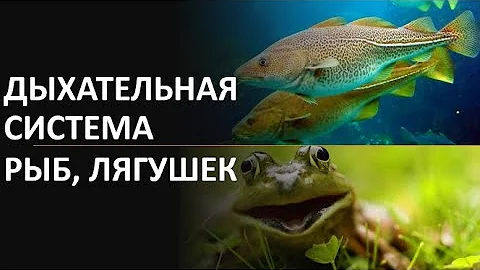 19. Дыхательная система рыб, лягушек