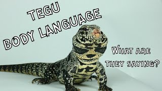 Body Language of Tegus: What are They Saying?