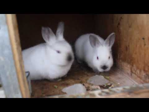 (ბოცვერი)ჩემი მინი ფერმის ზოგადი მიმოხილვა :) პატარა დარიგებები