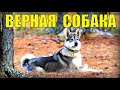 СОБАКА СПАСЛА ЧЕЛОВЕКА от МЕДВЕДЯ - САМЫЙ ВЕРНЫЙ ДРУГ ЖИЗНЬ В ТАЙГЕ ОХОТА НА СОБОЛЯ В ЛЕСУ С ЛАЙКОЙ