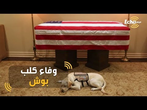 فيديو: أول كلب سابق بارني بوش ميت في 12