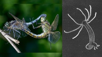 Animal Form and Function: Reproduction