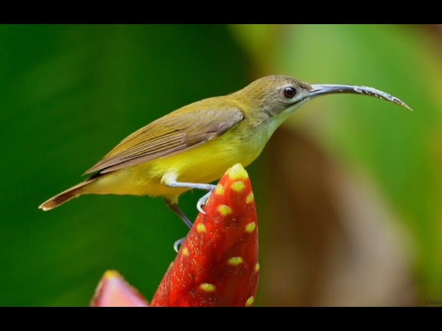 Masteran Pijantung Pisang Paling di Cari Kicaumania, Durasi 1 Jam !!! class=