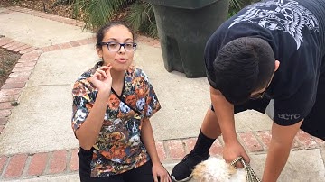 VTHT 1301 AVMA Task Video