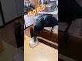 カラスのハッピー晩ごはんライブ ハイライト