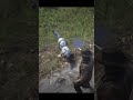 Wolf Attack in Red Dead Redemption 2 🐺💀 #rdr2 #reddeadredemption2 #hunting