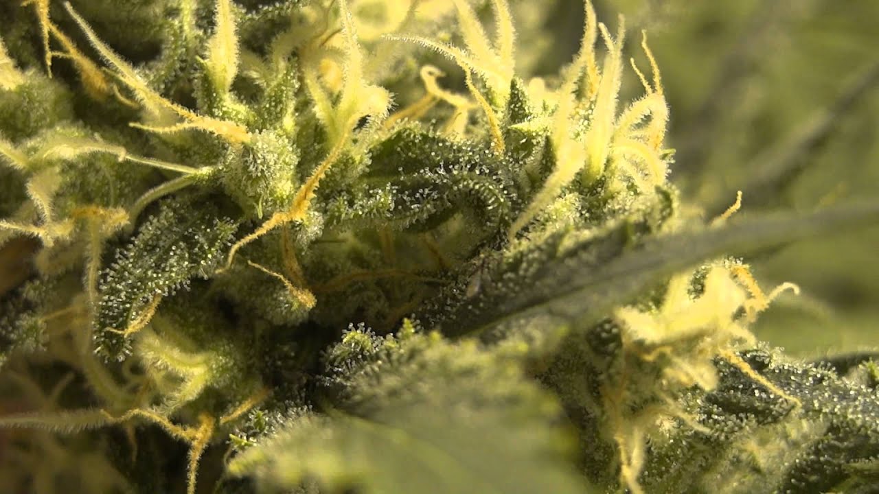 Room C - Multi Strain Grow - Day 46 of Flower