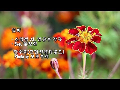 <strong>꽃씨</strong>/소강석 시, 임긍수 작곡/Sop. 임청화 &amp;amp; Photo by 모모수계