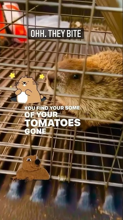 Yes the BITE … 🦡 Bad for your garden ..#groundhogs #tips #garden #