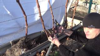 видео: Обрезка винограда первая часть картинка: Обрезка винограда первая часть