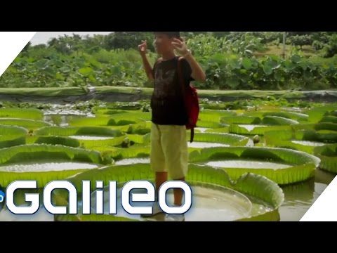 Video: Welche Palme Hat Die Größten Blätter Der Welt