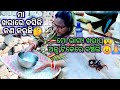 ଅଳ୍ପକେ ବଞ୍ଚିଗଲି 🥺🙏 ଘରେ କୁଆଡୁ ଆସିଲା କଙ୍କଡା ବିଛା #viral #odiavlogs #vlog