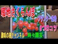 【暖地さくらんぼ】プランター栽培 8つのコツ 23/9/3