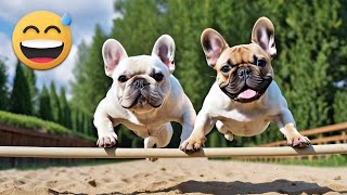 Funny Videos with French Bulldogs | Compilation