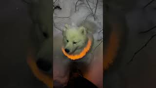 LED Dog Collar Night Test