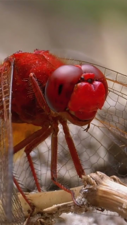 Red dragonfly #shorts #wildlife #insects #nature