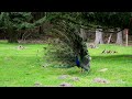 Peacock Dancing,