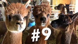 #9 ~ Top 10 Reasons Why I Chose Alpacas by Butterfield Alpaca Ranch 478 views 2 years ago 5 minutes, 50 seconds