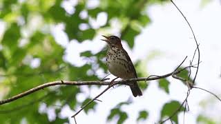 Wood Thrush   HD 1080p