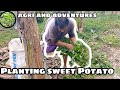 Planting sweet potatoagri and adventures