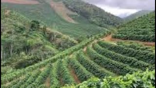 Perkembangan tanam kopi sistem pagar umur 11 bulan