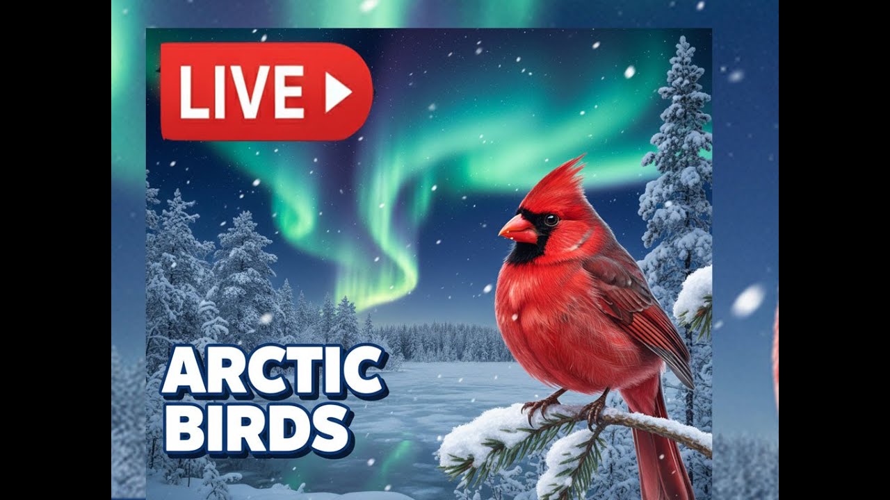 Arctic Bird Feeder – Live from Finland
