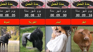 تعرف علي فترة حمل الحيوانات - من أقصر إلي أطول مدة حمل للحيوانات المختلفة ( مقارنة )