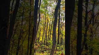 Exam Focus? This Sound Beats White Noise.