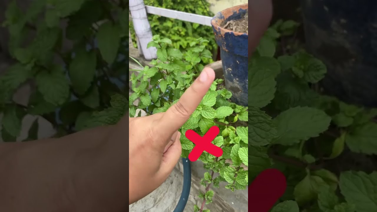 The Right Way To Harvest Mint 