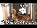 クールな犬の最上級の「おかえりなさい」