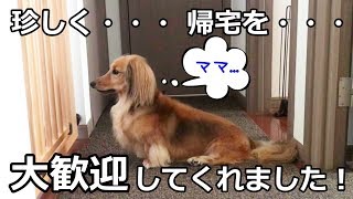 クールな犬の最上級の「おかえりなさい」