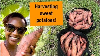 Fall Harvest  Sweet Potatoes!