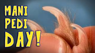 How to Clip a Ferrets Claws: Travel Pillow Hack