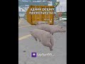 завозик от админа #reduxgta5rp #гта5 #гта5рп #тулево #редукс #редукс #custom #radmir5rp #gta5