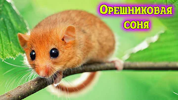 Сколько стоит Орешниковая Соня? Ответов на вопрос: 25