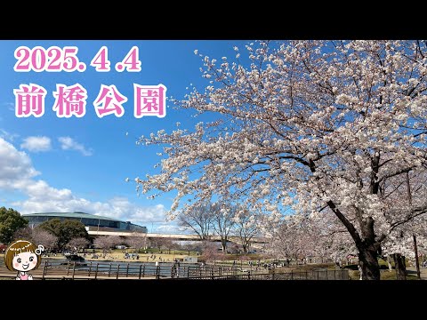 2025.4.4 桜の開花状況🌸楽歩道前橋公園（群馬県前橋市）