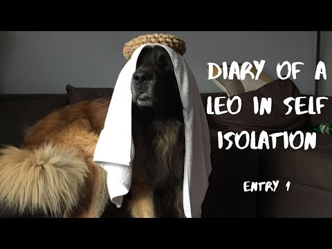 Diary of a Leonberger in Self Isolation; Entry 1