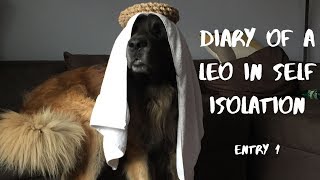 Diary of a Leonberger in Self Isolation; Entry 1 by SquishStine 543 views 4 years ago 30 seconds