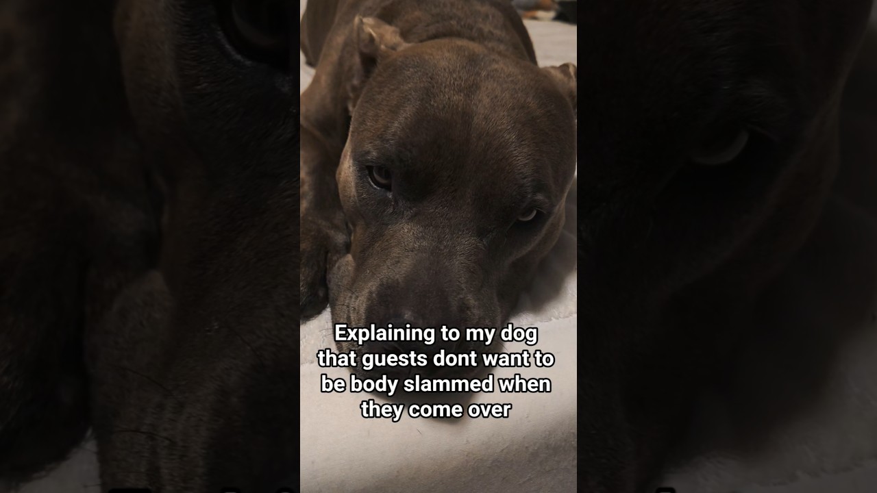 How do you know mom?! 🤔 #funnydogs