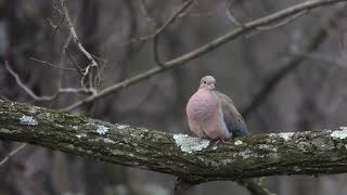 Mourning Dove Cooing