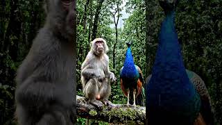 #viral video HD video #funny video HD cartoon funny video