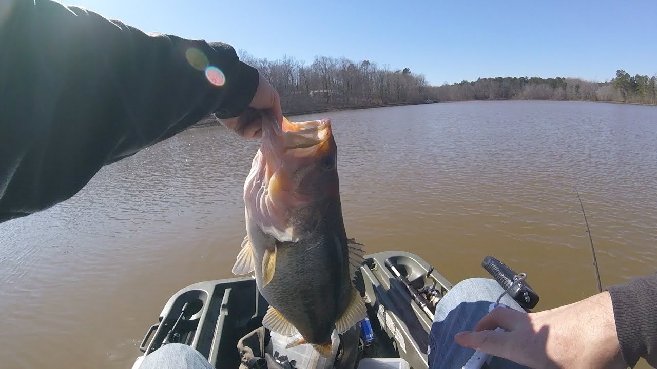 Catching Big January Bass On A Strike King Banshee Spinnerbait