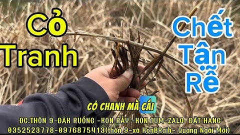 Cỏ Gấu – Cỏ Tranh Chết Tận Rễ Sau 1 Lần Xịt | Thuốc Trừ Cỏ Tận Gốc Không Mọc Lại | Trần Văn Hảo