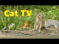 Cat TV - A Little Bird and Squirrel Video for Cats to Watch